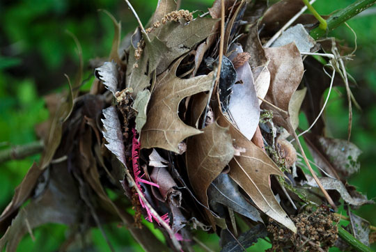 Photograph of leaves